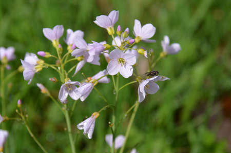 Germander Speedwell (Veronica chamaedrys). Colourful wild-flowers can be found in all rural areas of Gt. Britain, during spring and summerの写真素材