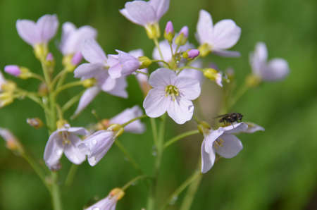 Germander Speedwell (Veronica chamaedrys). Colourful wild-flowers can be found in all rural areas of Gt. Britain, during spring and summerの写真素材