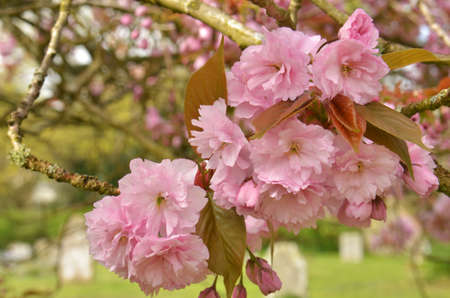 Cherry Blossom (Prunus serrulata).  Blooming colourfully here in a country garden in Southern England, taken in springtimeの写真素材