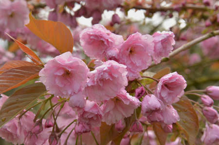Cherry Blossom (Prunus serrulata).  Blooming colourfully here in a country garden in Southern England, taken in springtimeの写真素材