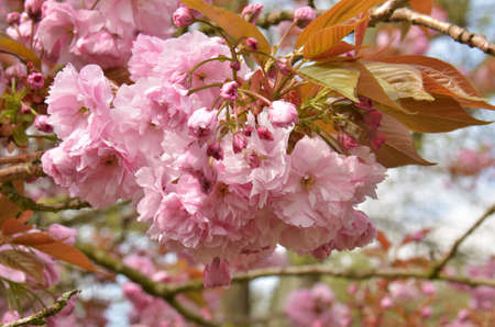 Cherry Blossom (Prunus serrulata).  Blooming colourfully here in a country garden in Southern England, taken in springtimeの写真素材