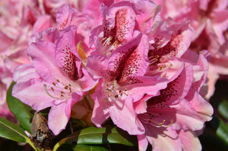 Rhododendron (Fam Ericaceae). Blooming colourfully here in a country garden in Southern England, taken in springtimeの写真素材
