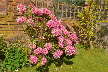 Rhododendron (Fam Ericaceae). Blooming colourfully here in a country garden in Southern England, taken in springtimeの写真素材