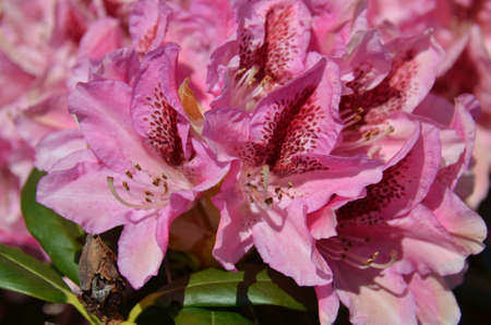 Rhododendron (Fam Ericaceae). Blooming colourfully here in a country garden in Southern England, taken in springtimeの写真素材