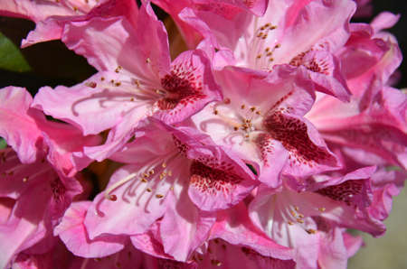 Rhododendron (Fam Ericaceae). Blooming colourfully here in a country garden in Southern England, taken in springtimeの写真素材