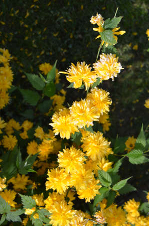 Hawkweed (Fam Hieracium). Colourful wild-flowers can be found in all rural areas of Gt. Britain, during spring and summerの写真素材