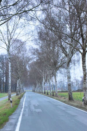 Tall trees in winter, here in the countryside of Westphalia, Germanyの写真素材