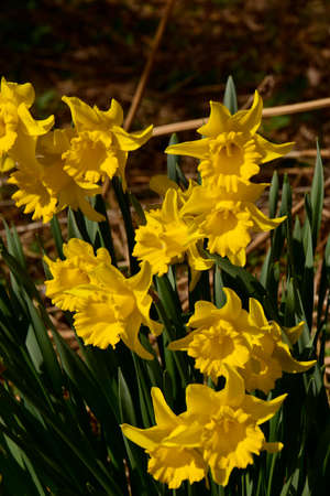 Colourful wild-flowers can be found in all rural areas of Gt. Britain, during spring and summerの写真素材