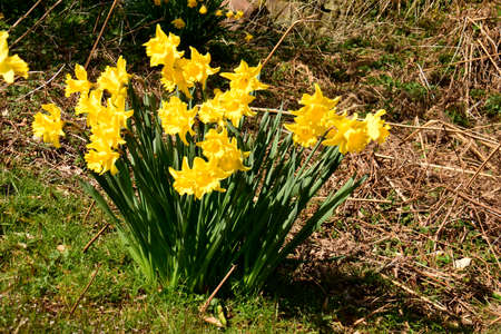 Colourful wild-flowers can be found in all rural areas of Gt. Britain, during spring and summerの写真素材