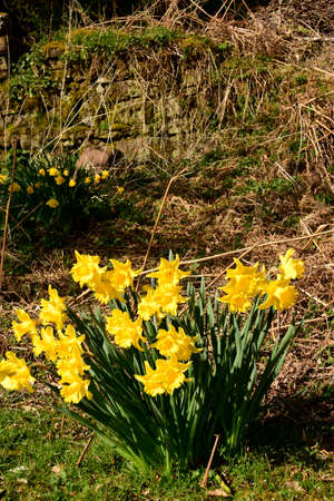 Colourful wild-flowers can be found in all rural areas of Gt. Britain, during spring and summerの写真素材