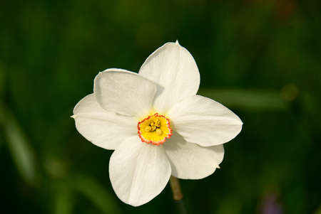 Colourful wild-flowers can be found in all rural areas of Gt. Britain, during spring and summerの写真素材