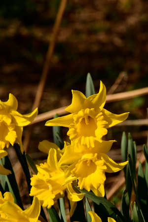 Colourful wild-flowers can be found in all rural areas of Gt. Britain, during spring and summerの写真素材