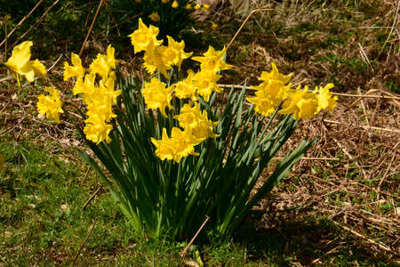 Colourful wild-flowers can be found in all rural areas of Gt. Britain, during spring and summerの写真素材