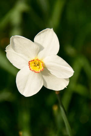 Colourful wild-flowers can be found in all rural areas of Gt. Britain, during spring and summerの写真素材