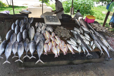 Fish Market. A market stall displaying freshly caught fish, here at the roadside in Southern Sri Lankaの写真素材
