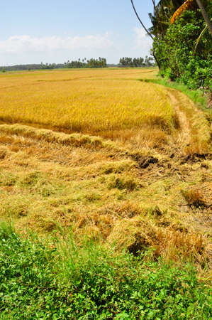 Crops ready for Harvesting. A field of grain here on a farm in the Southern countryside of Sri Lankaの写真素材