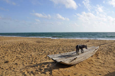 Palagama beach. The beach here on the North Western shoreline of Sri Lankaの写真素材