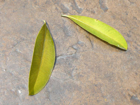 Fallen leaves. Turned colour and fallen from a tree here along the Corniche of Jomtien Beach, Thailandの写真素材