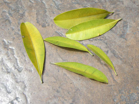 Fallen leaves. Turned colour and fallen from a tree here along the Corniche of Jomtien Beach, Thailandの写真素材