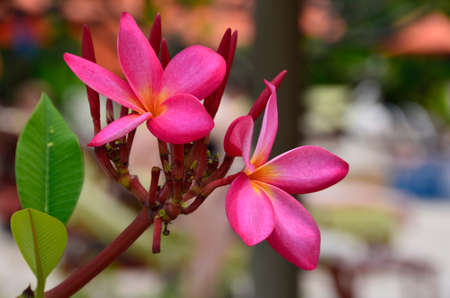 Frangipani (Plumeria rubra). Frangipani trees & flowers found here in the city of Pattaya, Thailandの写真素材