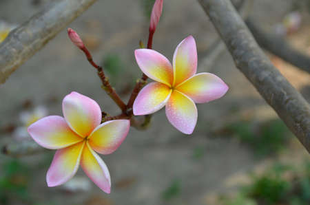 Frangipani  (Plumeria alba). Blooming colourfully here in a hotel garden in Hua Hin, Thailandの写真素材