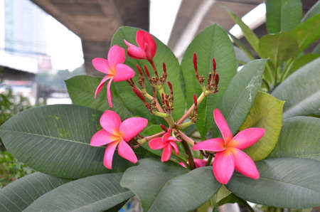 Frangipani (Plumeria rubra). Frangipani trees & flowers found here in the city of Pattaya, Thailandの写真素材