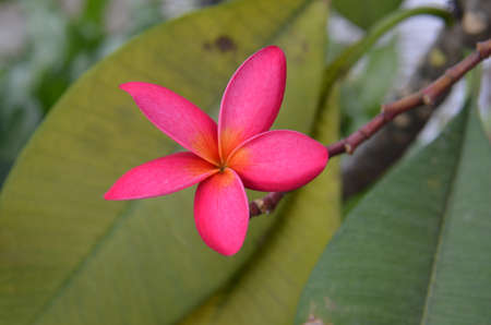 Frangipani (Plumeria rubra). Frangipani trees & flowers found here in the city of Pattaya, Thailandの写真素材