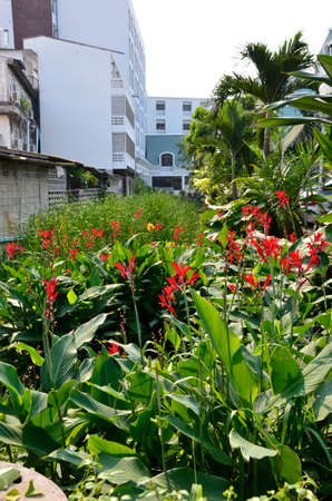 False Bird-of-Paradise (Sp Heliconia). Found here in a wetlands area, between the buildings of a Pattaya suburb, Thailandの写真素材