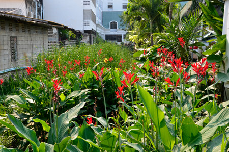 False Bird-of-Paradise (Sp Heliconia). Found here in a wetlands area, between the buildings of a Pattaya suburb, Thailandの写真素材