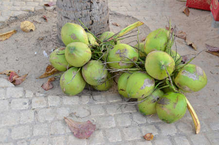 Coconuts Cocos nucifera. Ready to be sold as drinks having just been harvested, here in Pattaya, Thailandの写真素材