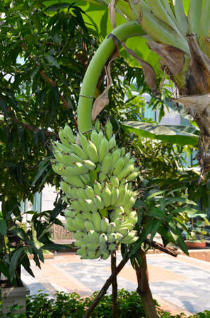 Bananas (Sp Musa). Planted here to produce fruit in this country area of south eastern Thailandの写真素材