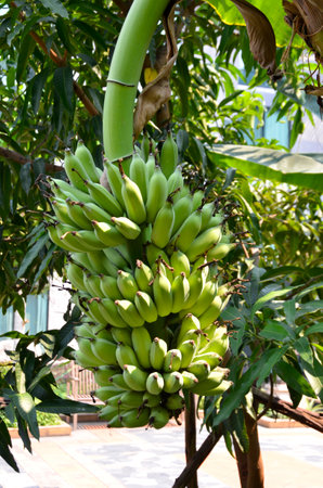 Bananas (Sp Musa). Planted here to produce fruit in this country area of south eastern Thailandの写真素材