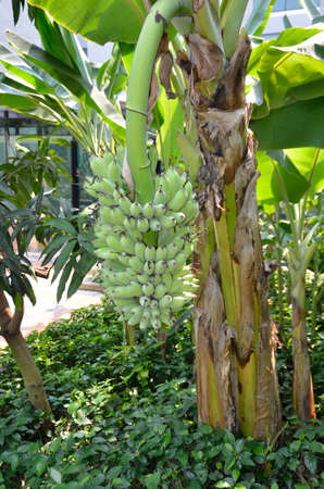 Bananas (Sp Musa). Planted here to produce fruit in this country area of south eastern Thailandの写真素材
