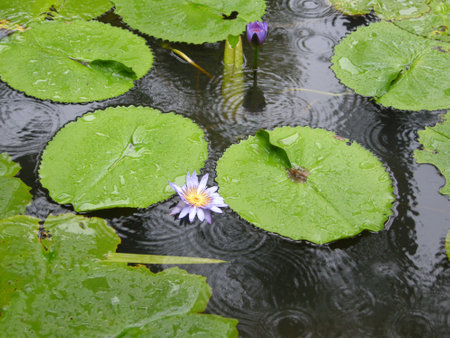 Water Lilies (Fam Nymphaeaceae). Blooming here in a countryside pond in South Eastern Thailandの写真素材
