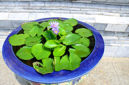 Water Lilies (Fam Nymphaeaceae).Blooming colourfully in pots on the side of a busy street in Pattaya, Thailandの写真素材