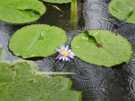 Water Lilies (Fam Nymphaeaceae). Blooming here in a countryside pond in South Eastern Thailandの写真素材