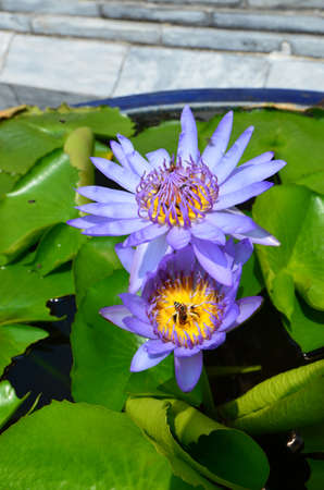 Water Lilies (Fam Nymphaeaceae). Blooming here in a countryside pond in South Eastern Thailandの写真素材
