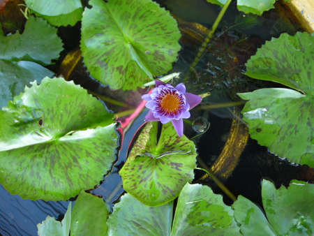 Water Lilies (Fam Nymphaeaceae). Blooming here in a countryside pond in South Eastern Thailandの写真素材