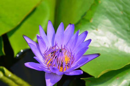 Water Lilies (Fam Nymphaeaceae). Blooming here in a countryside pond in South Eastern Thailandの写真素材