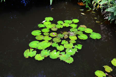 Water Lilies (Fam Nymphaeaceae). Blooming here in a countryside pond in South Eastern Thailandの写真素材