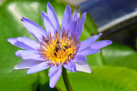 Water Lilies (Fam Nymphaeaceae). Blooming here in a countryside pond in South Eastern Thailandの写真素材