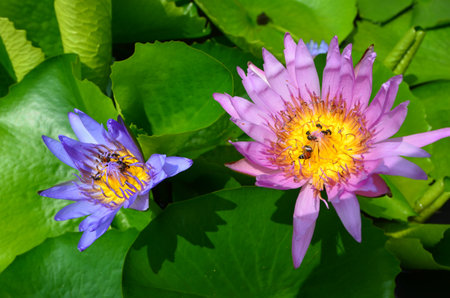 Water Lilies (Fam Nymphaeaceae). Blooming here in a countryside pond in South Eastern Thailandの写真素材