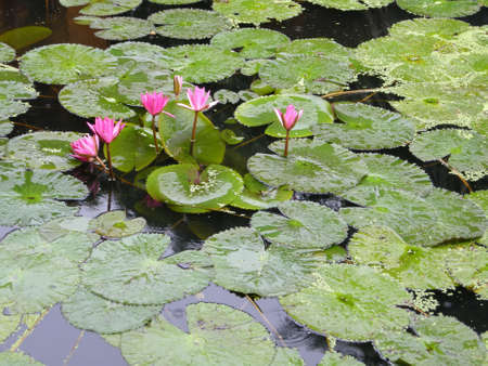 Water Lilies (Fam Nymphaeaceae). Blooming here in a countryside pond in South Eastern Thailandの写真素材