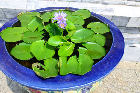 Water Lilies (Fam Nymphaeaceae).Blooming colourfully in pots on the side of a busy street in Pattaya, Thailandの写真素材