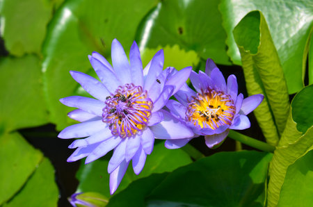 Water Lilies (Fam Nymphaeaceae). Blooming here in a countryside pond in South Eastern Thailandの写真素材