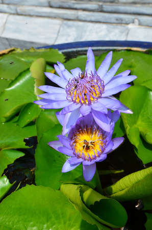 Water Lilies (Fam Nymphaeaceae). Blooming here in a countryside pond in South Eastern Thailandの写真素材