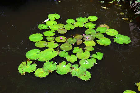 Water Lilies (Fam Nymphaeaceae). Blooming here in a countryside pond in South Eastern Thailandの写真素材