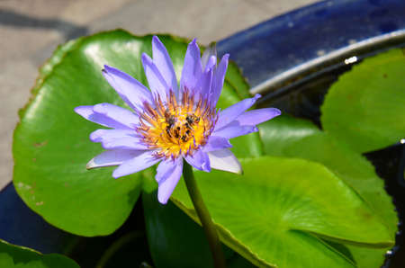 Water Lilies (Fam Nymphaeaceae). Blooming here in a countryside pond in South Eastern Thailandの写真素材