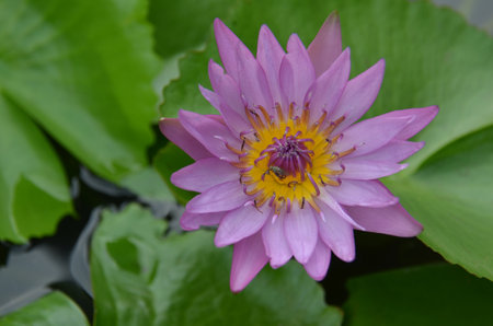 Water Lilies (Fam Nymphaeaceae). Blooming here in a countryside pond in South Eastern Thailandの写真素材