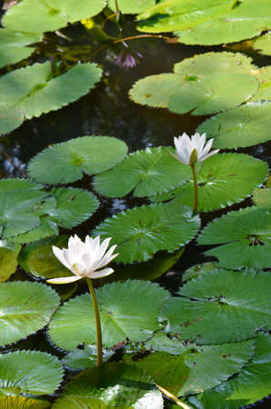 Water Lilies (Fam Nymphaeaceae). Blooming here in a countryside pond in South Eastern Thailandの写真素材